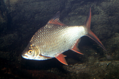 Barbonymus schwanenfeldii Cyprinidae