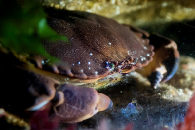 Cancer pagurus Cancridae