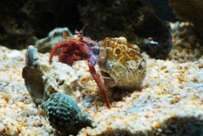 Dardanus calidus Diogenidae