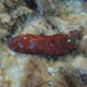 picture of Holothuria sanctori