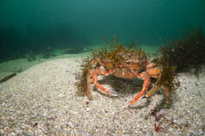 Espèce : Grande araignée de mer Atlantique