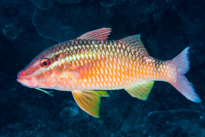 Parupeneus ciliatus Mullidae