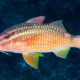 picture of Parupeneus ciliatus