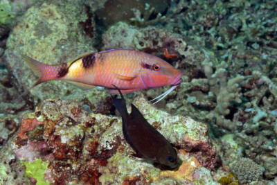 banded goatfish Mullidae