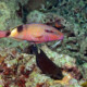 picture of Parupeneus multifasciatus