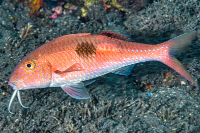 Parupeneus pleurostigma Mullidae