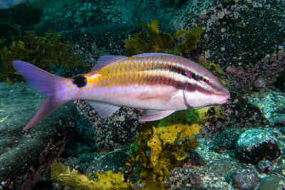Parupeneus spilurus Mullidae