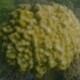 picture of Porites lutea