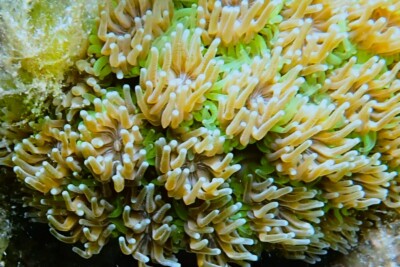 Galaxea fascicularis Oculinidae