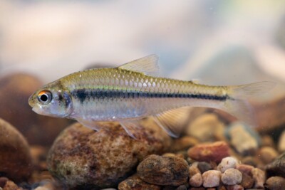 Creagrutus ortegai Characidae