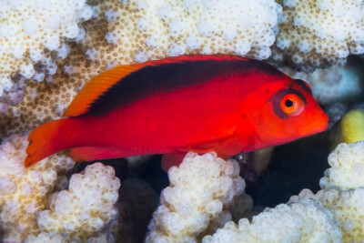 Neocirrhites armatus Cirrhitidae