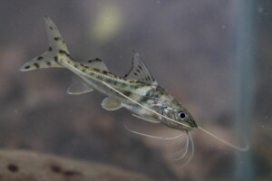 Pimelodus pictus