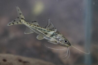 Pimelodus pictus Pimelodidae