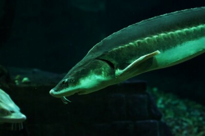 Acipenser sturio Acipenseridae