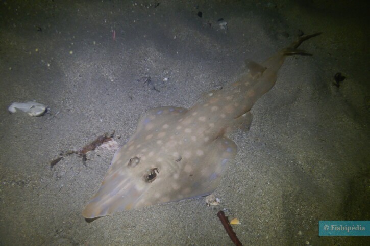 Acroteriobatus zanzibarensis - pesce chitarra di Zanzibar