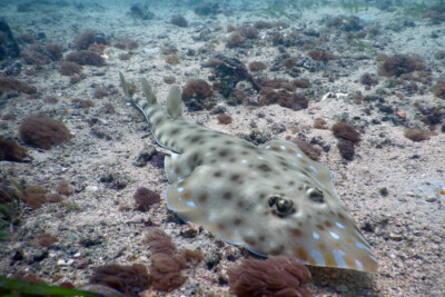 Acroteriobatus zanzibarensis Rhinobatidae