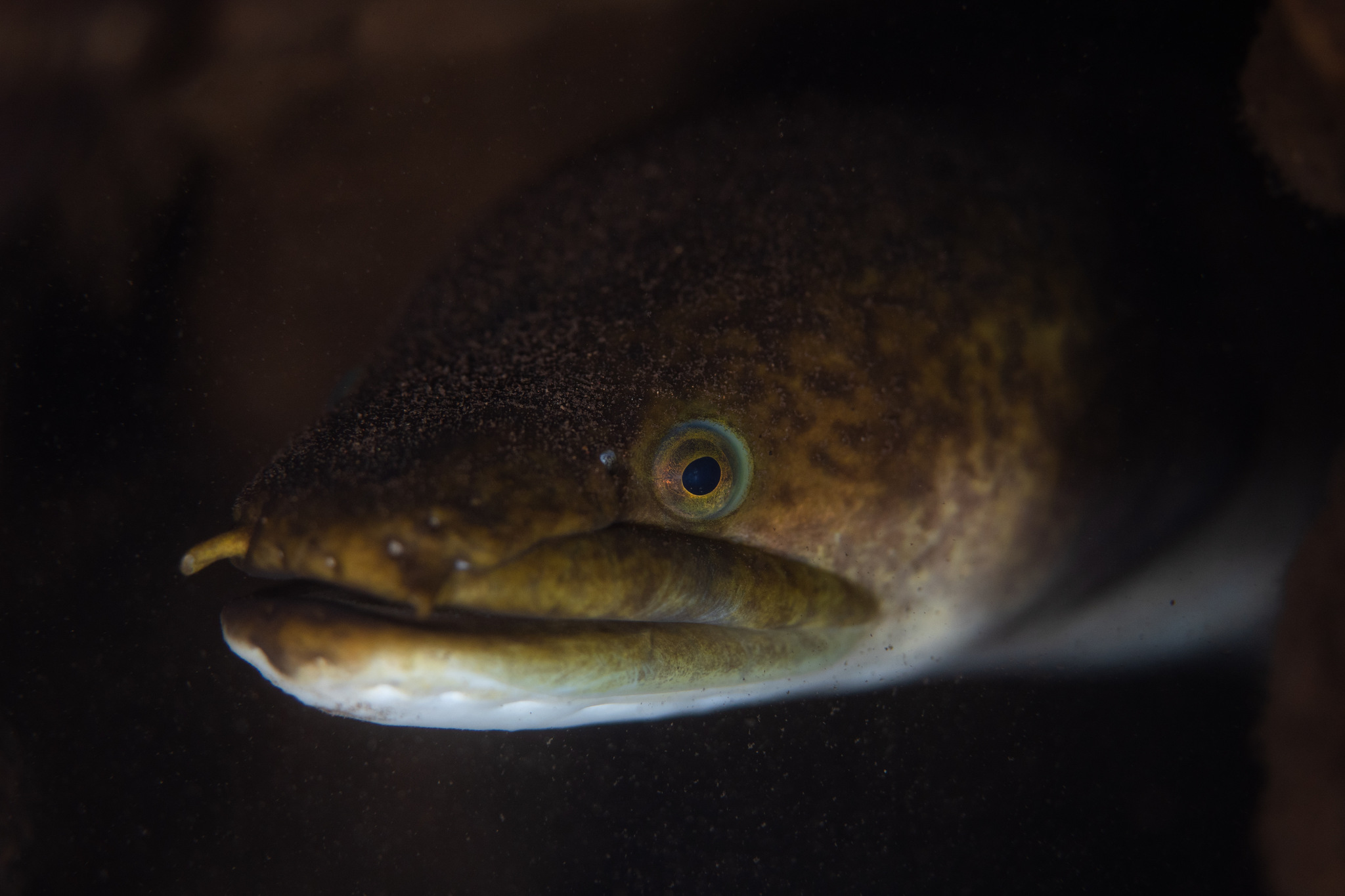 Anguilla marmorata