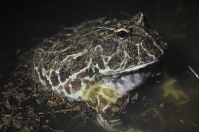 Ceratophrys cranwelli Ceratophyllaceae