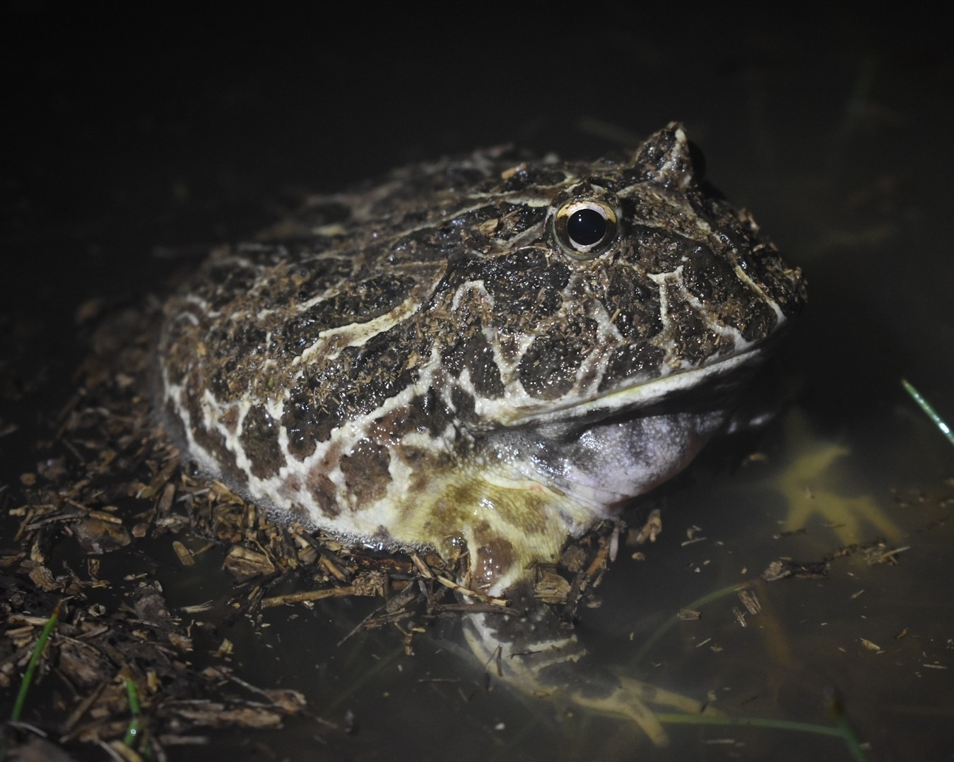 Ceratophrys cranwelli