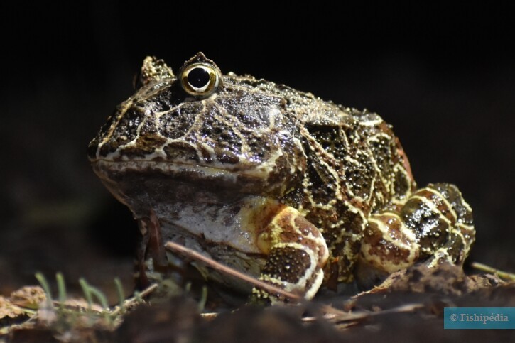 Ceratophrys cranwelli
