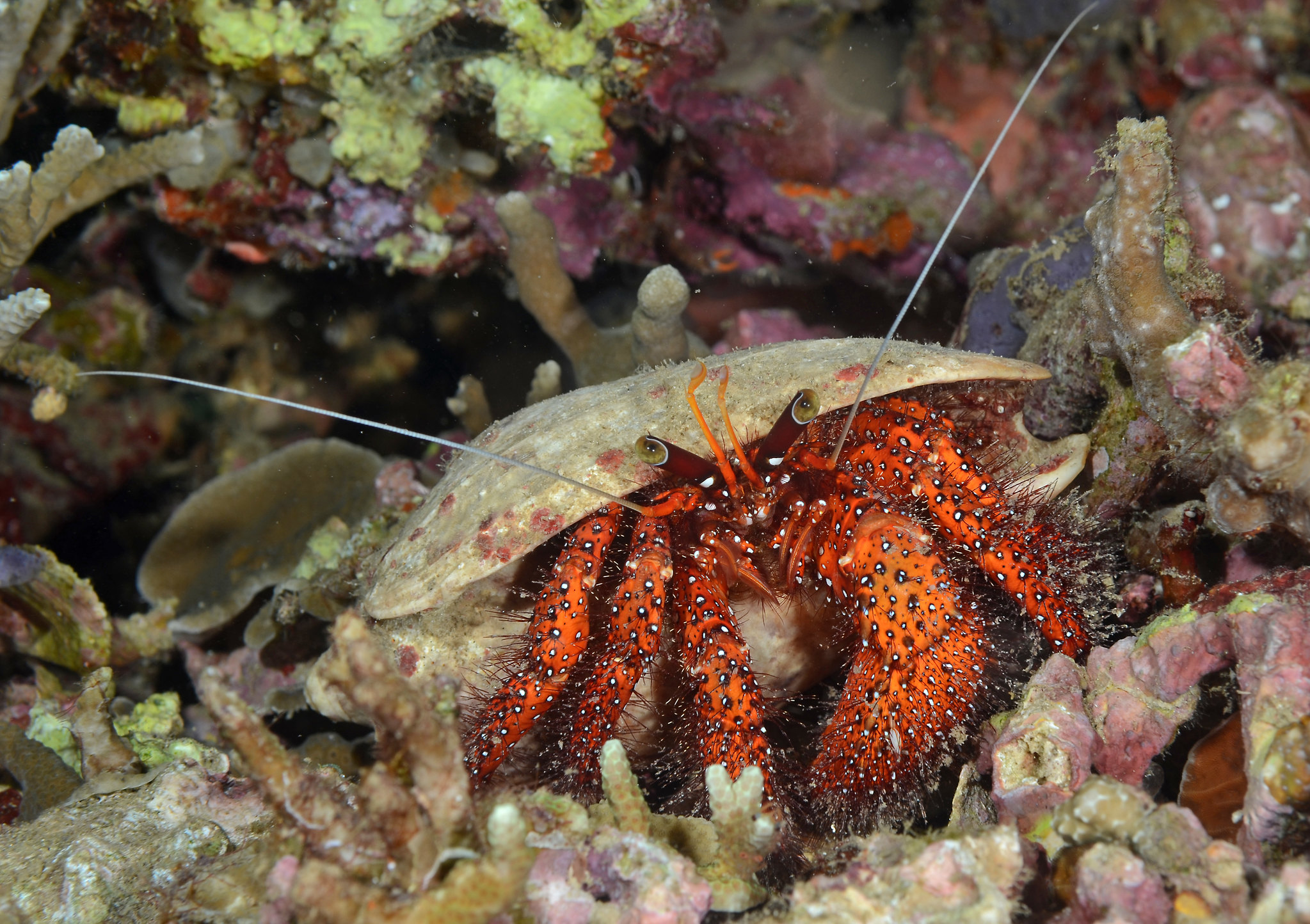 Dardanus megistos