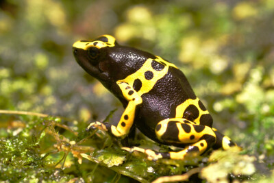 Dendrobates leucomelas Dendrobatidae