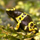 picture of Dendrobates leucomelas