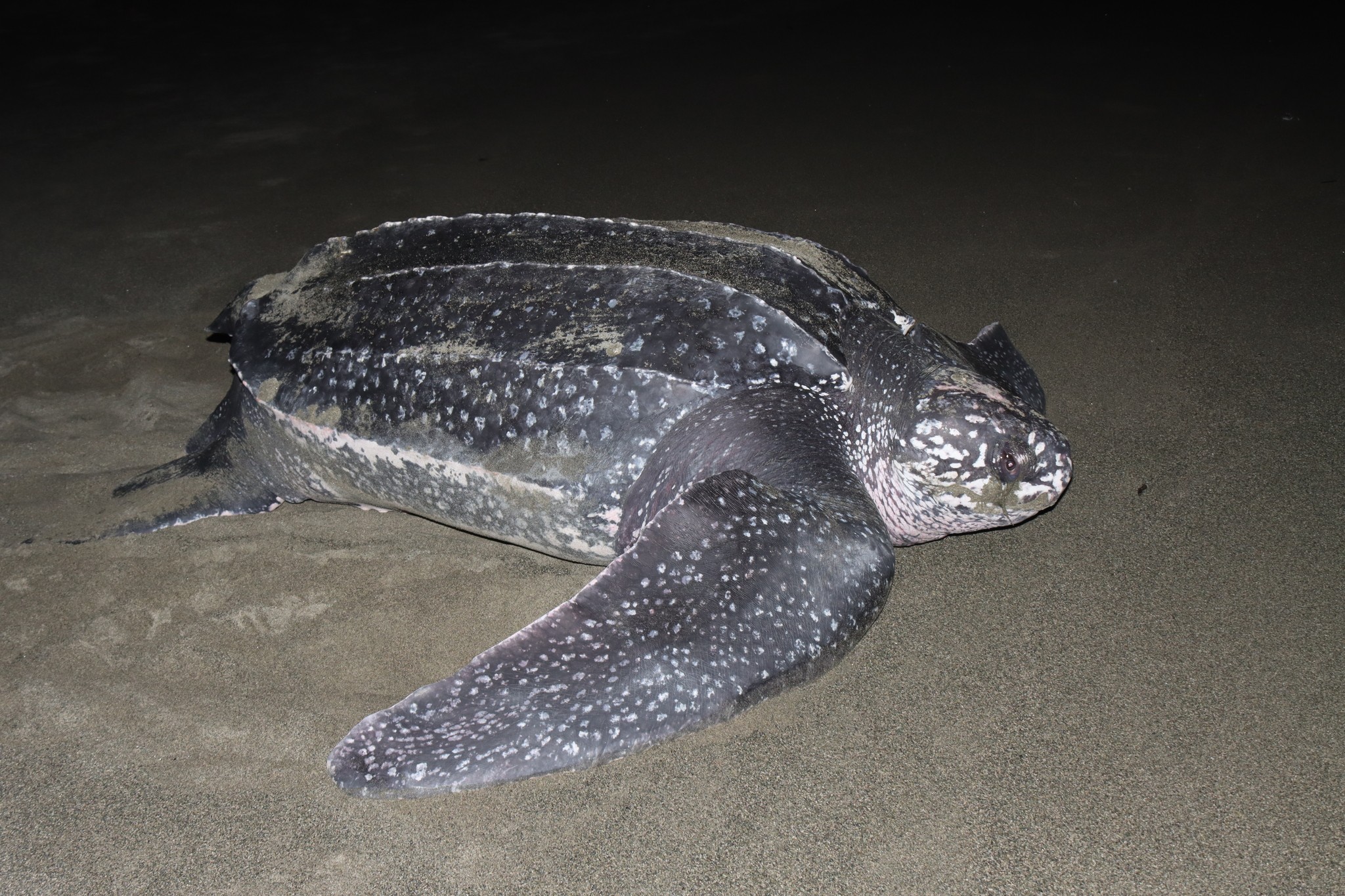 Dermochelys coriacea