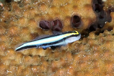 Elacatinus evelynae Gobiidae