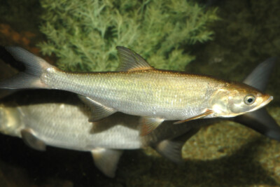 Leuciscus aspius Cyprinidae