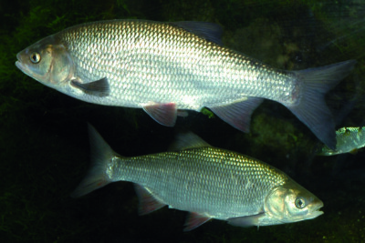 Leuciscus idus Cyprinidae