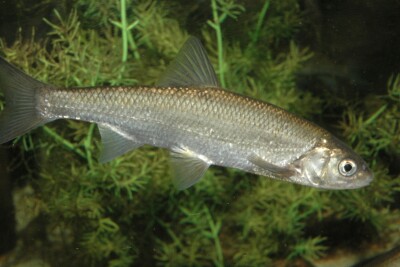 Leuciscus leuciscus Cyprinidae