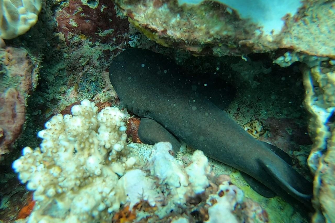 Pseudoginglymostoma brevicaudatum