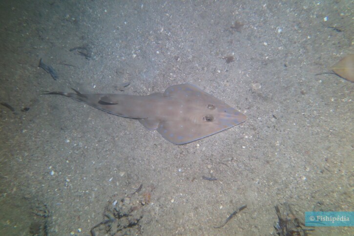 Acroteriobatus zanzibarensis - pesce chitarra di Zanzibar