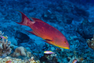 Variola louti Epinephelidae