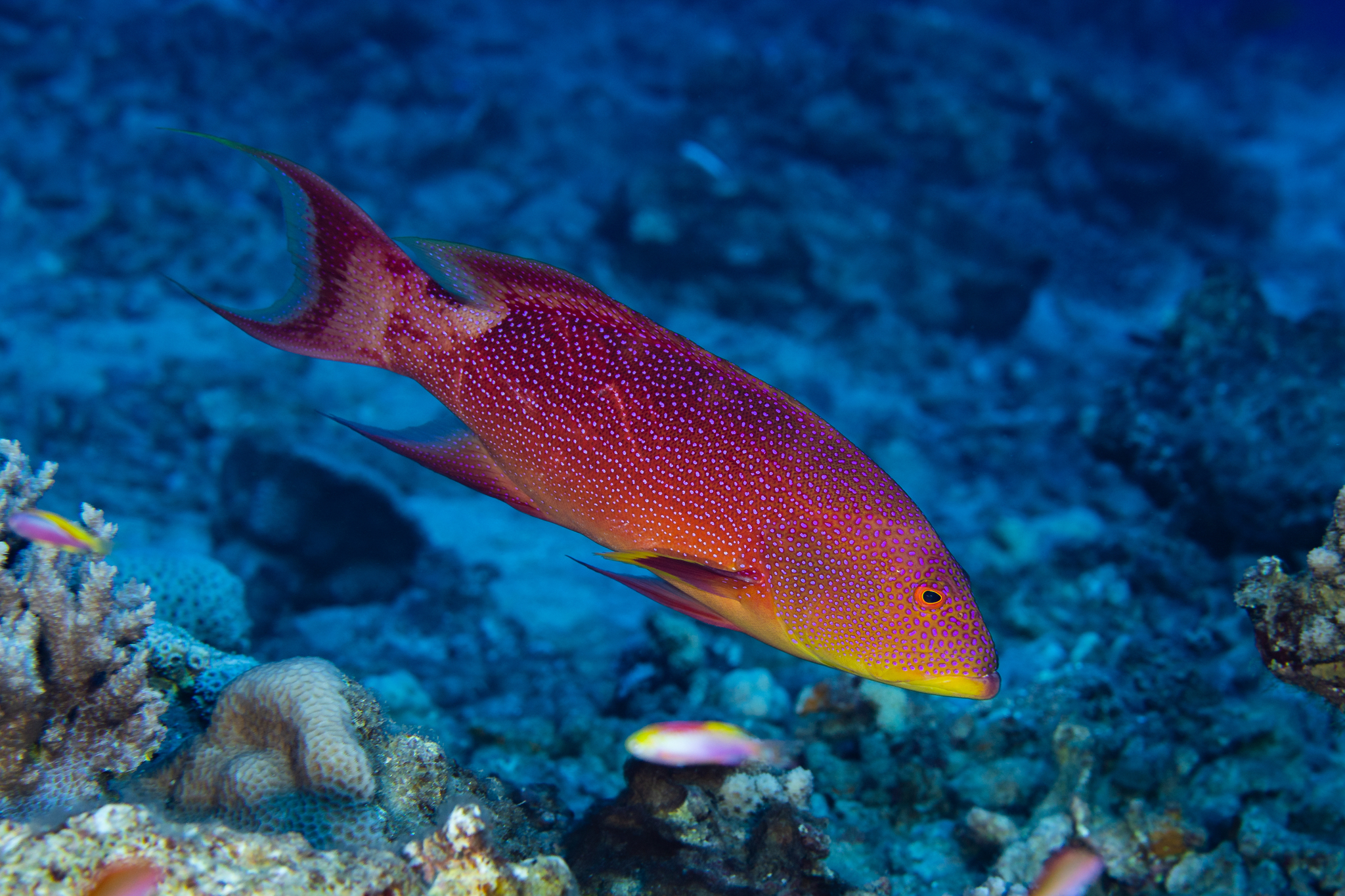 Variola louti