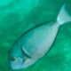 picture of Acanthurus albipectoralis