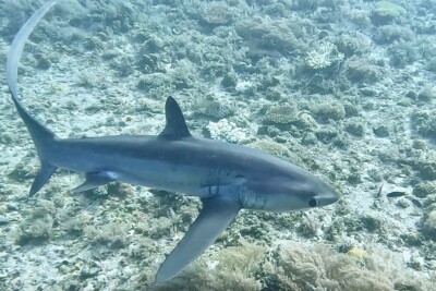 Alopias pelagicus alopiidae