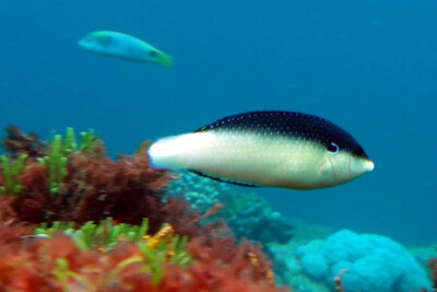 Anampses neoguinaicus Labridae