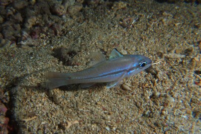 Pristiapogon exostigma Apogonidae