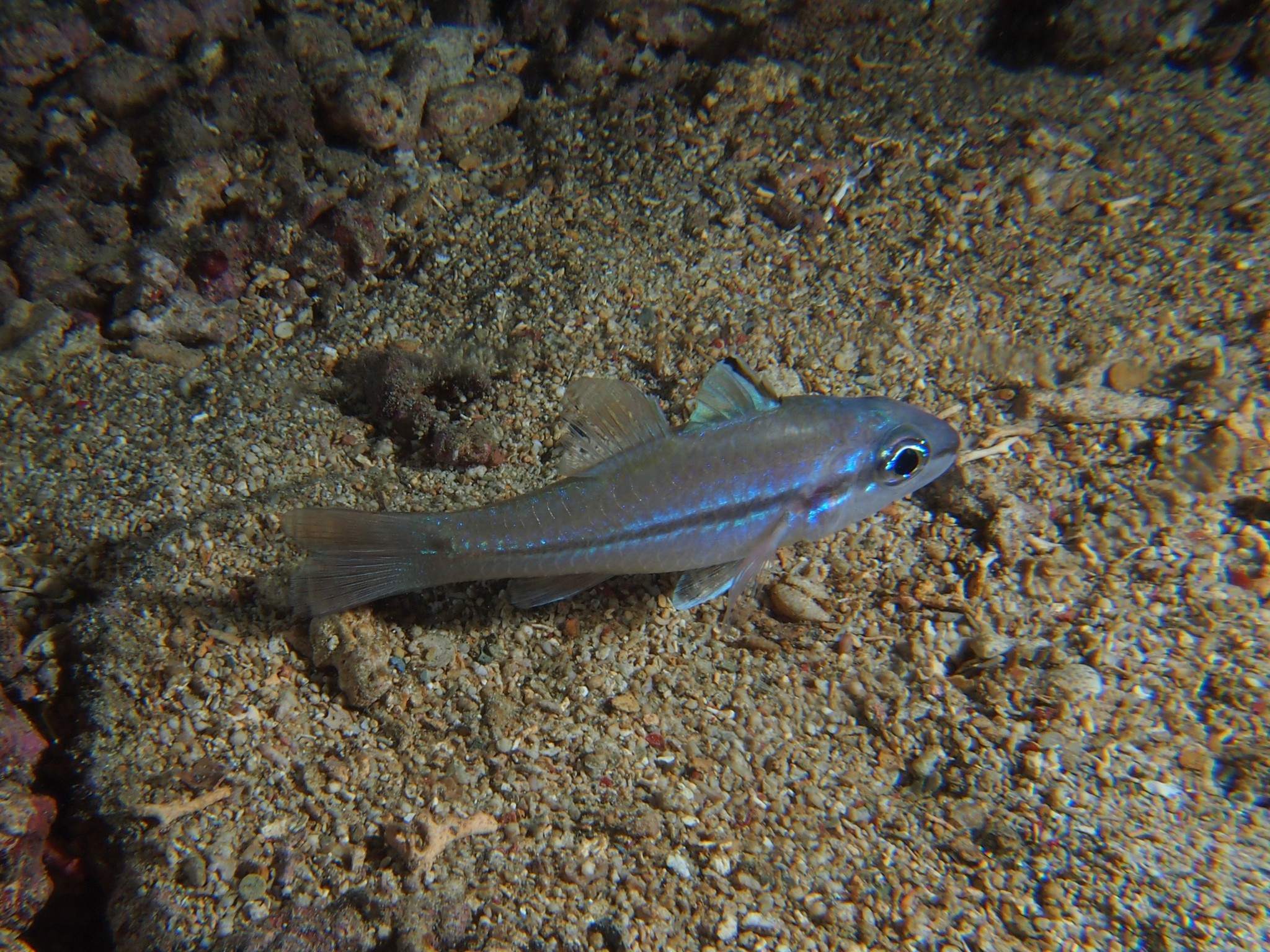 Pristiapogon exostigma
