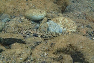 Awaous guamensis Gobiidae