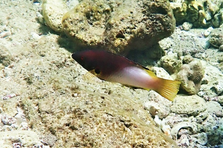 Bodianus axillaris