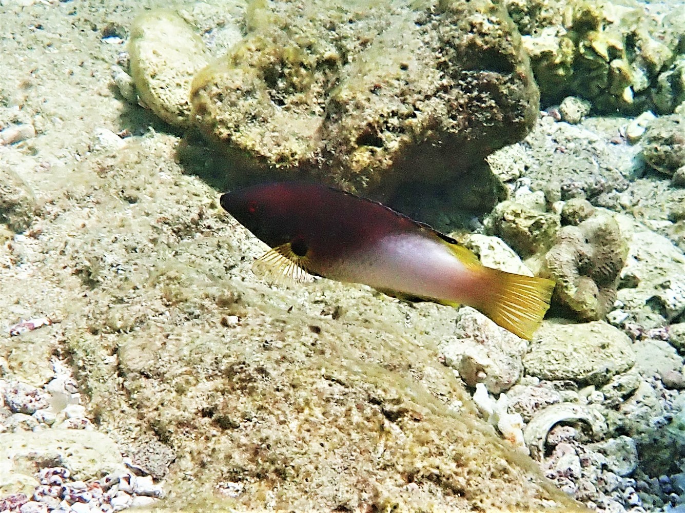 Bodianus axillaris