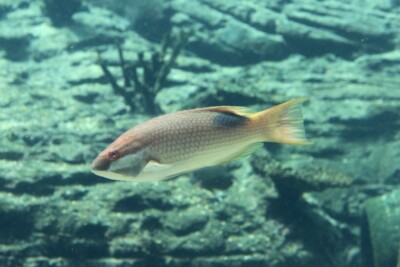 Bodianus bilunulatus Labridae