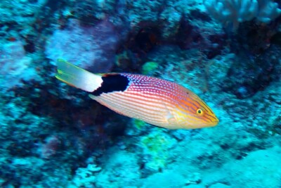 Bodianus loxozonus Labridae