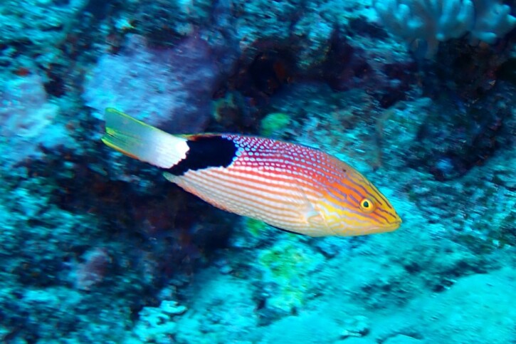 Bodianus loxozonus