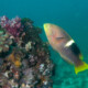 picture of Bodianus perditio