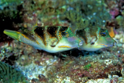 Canthigaster axiologus Tetraodontidae