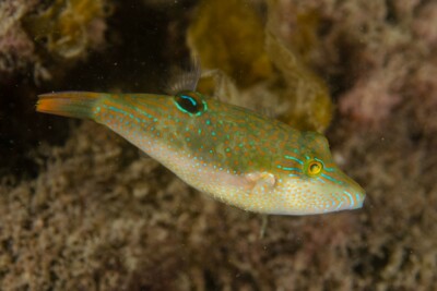Canthigaster bennetti Tetraodontidae